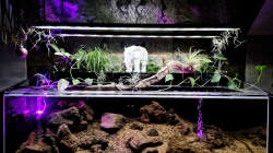 Moliwe River, Kamerun Westafrika 