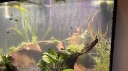 Bepflanzung und Besatz sind drin 