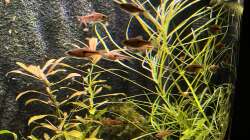 Jene Pflanzen wo ich keine Ahnung habe wie die heißen ?