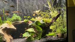 Aquarium Unterwasserinsel