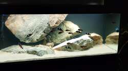 Aquarium Tropheus Haus