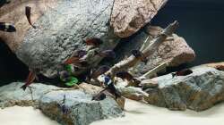 Aquarium Tropheus Haus