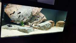 Aquarium Tropheus Haus