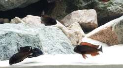 Besatz im Aquarium Tropheus Haus