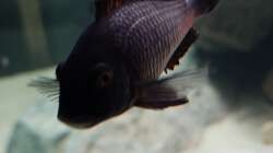 Besatz im Aquarium Tropheus Haus