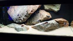 Aquarium Tropheus Haus