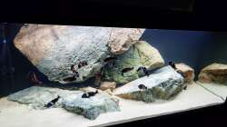 Aquarium Tropheus Haus