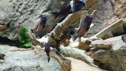 Aquarium Tropheus Haus