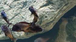 Besatz im Aquarium Tropheus Haus