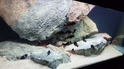 Aquarium Tropheus Haus