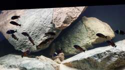 Aquarium Tropheus Haus