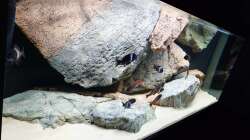 Aquarium Tropheus Haus