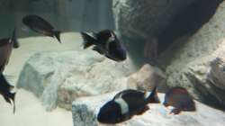 Besatz im Aquarium Tropheus Haus