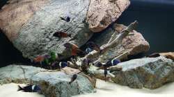 Besatz im Aquarium Tropheus Haus