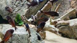 Besatz im Aquarium Tropheus Haus