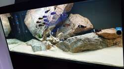 Aquarium Tropheus Haus