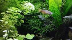 Da muss langsam wieder mal die Schere ran