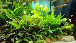 Der kleine Pflanzen Dschungel