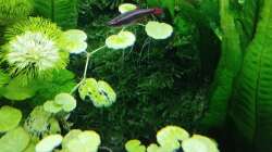 Impressionen: Pflanzen in meinem Aquarium