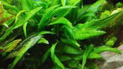 Impressionen: Pflanzen in meinem Aquarium