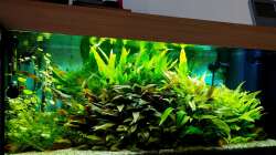 Update 22.März 2026 Mein Aquarium.