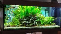 Das Aquarium zur Zeit.