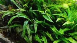 Das Zeug wuchert nur so