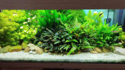 Aquarium Hauptansicht von Gesellschaftsbecken Süd Ost Asien