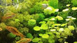 Impressionen: Pflanzen in meinem Aquarium