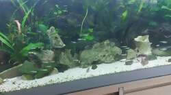 Dekoration im Aquarium Wohnzimmeroase 2.0 ab Juni 2025
