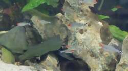 Besatz im Aquarium Wohnzimmeroase 2.0 ab Juni 2025