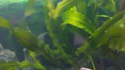 Pflanzen im Aquarium Wohnzimmeroase 2.0 ab Juni 2025