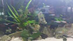 Besatz im Aquarium Wohnzimmeroase 2.0 ab Juni 2025