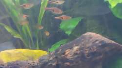 Besatz im Aquarium Wohnzimmeroase 2.0 ab Juni 2025