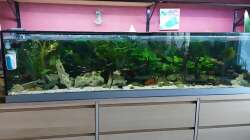 Aquarium Wohnzimmeroase 2.0 ab Juni 2025