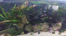 Aquarium Wohnzimmeroase 2.0 ab Juni 2025