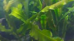 Aponogeton