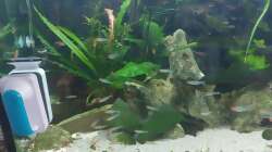 Aquarium Wohnzimmeroase 2.0 ab Juni 2025