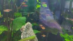 Besatz im Aquarium Wohnzimmeroase 2.0 ab Juni 2025