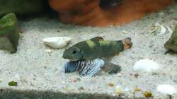 Besatz im Aquarium Wohnzimmeroase 2.0 ab Juni 2025