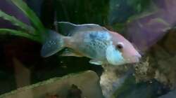 Geophagus Steindachnerie Männchen