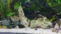 Besatz im Aquarium Wohnzimmeroase 2.0 ab Juni 2025