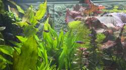 Pflanzen im Aquarium 450 l Südamerikabecken