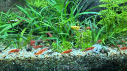 Unzählige Garnelen im Becken