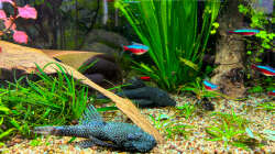 Zwei von fünf Antennwelsen