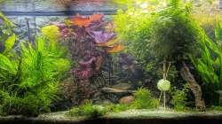 Dekoration im Aquarium 450 l Südamerikabecken
