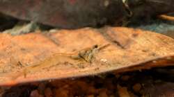 Besatz im Aquarium Irgendwo in Sri Lanka