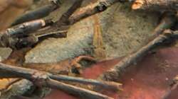 Besatz im Aquarium Irgendwo in Sri Lanka