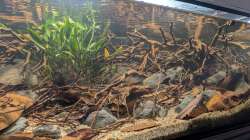 Aquarium Irgendwo in Sri Lanka