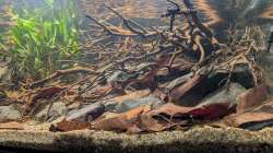 Aquarium Irgendwo in Sri Lanka